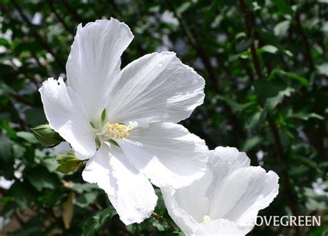 木槿花種植|ムクゲ（木槿）とは？育て方・栽培方法 